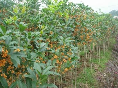桂花苗应该用外物扶持住枝干