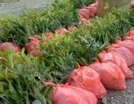 桂花苗适合的耕耘制度与土壤培肥