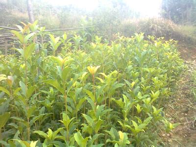 桂花苗土分类与散布情况