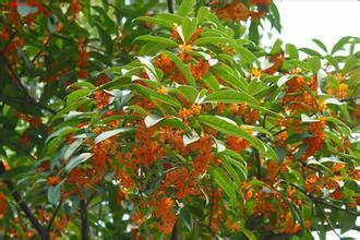 桂花苗土肥力及演化特征