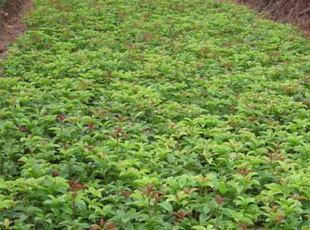 桂花苗土壤的磷应用