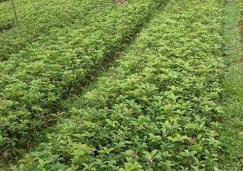 桂花苗土壤的特性