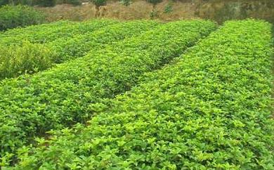 桂花苗套种种类挑选及调配