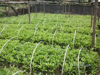 桂花苗土壤的深耕改土