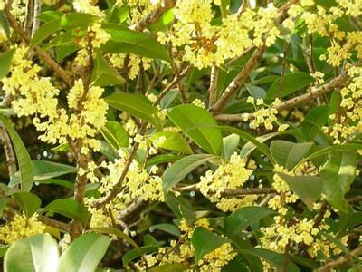 桂花苗土壤不是施肥越多越好