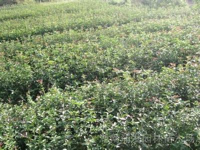 桂花苗种类及特性