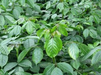 桂花苗种植避免有害物质