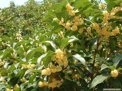 桂花苗增施有机肥