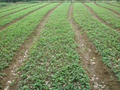 什么是桂花苗土壤酸度