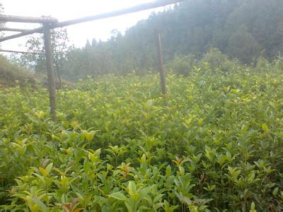 桂花苗依据土测值引荐上肥量