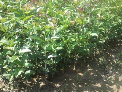 桂花苗最佳上肥区