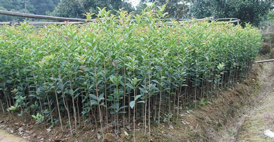 桂花苗种植土壤的应用