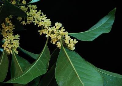 桂花苗防治虫害