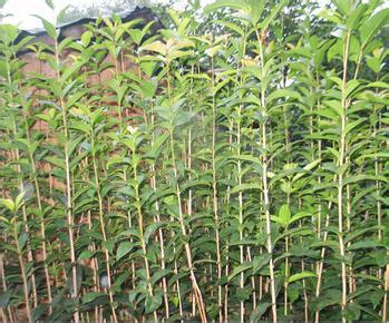 家庭培植桂花苗