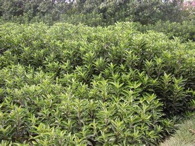 杜鹃的病虫防治对桂花苗种植的启迪