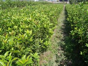 吊竹梅的病虫防治对桂花苗种植的启迪