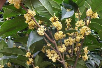 桂花苗保水剂的运用作用