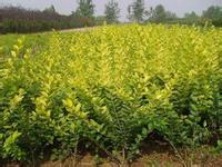 白皮松的病虫防治对桂花苗种植的启发