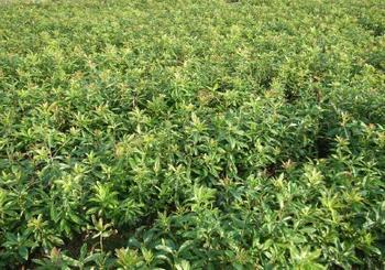 非洲菊的病虫防治对桂花苗种植的启迪