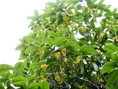 桂花苗病虫防治启发之波斯菊篇