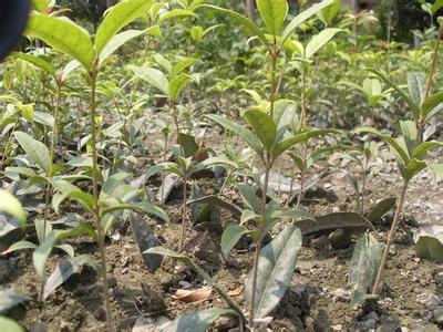 桂花苗病虫防治启发之碧桃篇