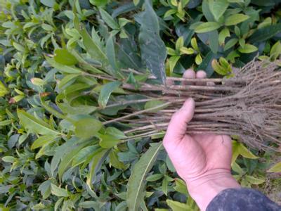 白头翁的病虫防治对桂花苗种植的启发