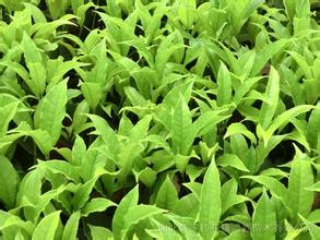 瓜叶菊的病虫防治对桂花苗种植的启迪