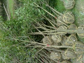 凤仙花的病虫防治对桂花苗种植的启迪