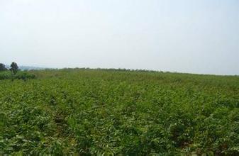 桂花苗保水剂的运用