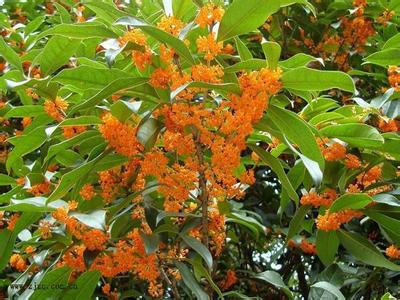 桂花苗防治启发之結梗