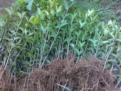 桂花树苗的命名要规范和到位