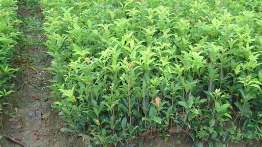 杭州植物园的桂花树苗是如何的