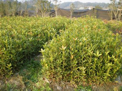 木犀属桂花苗栽培品种国际登录权威