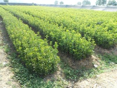 桂花苗资料收集和制作