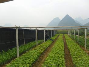 如何来对桂花树苗进行分析