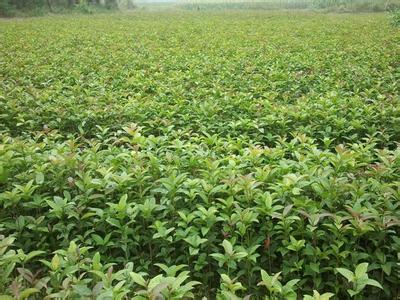 如何用梅酱来制作桂花苗产品