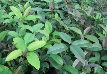 如果来繁殖桂花苗