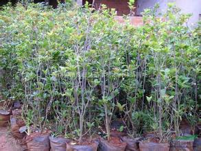 桂花苗应该如何种植和安全过冬