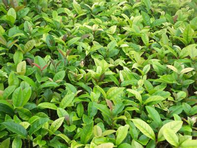 种植中桂花苗的相关介绍