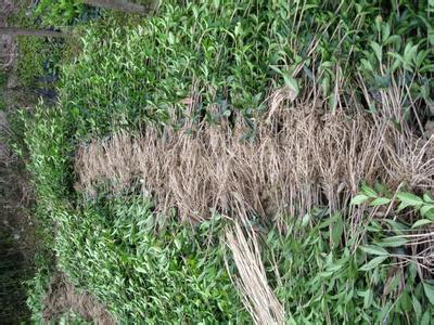 材料处理及消毒对桂花苗的重要性