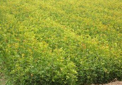 如果来对桂花苗进行施肥