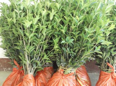 桂花苗插穗能否成活的方法有那些，