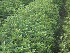 桂花苗的施肥方式有那些