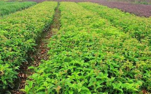 花序顶生绿在桂花苗