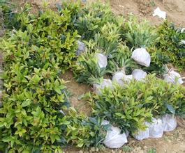 桂花苗化肥出产和运用中存在的疑问