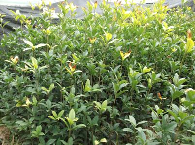 桂花苗土壤的合理培养