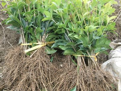 桂花苗施肥中的有机肥