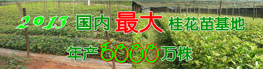 2013最大桂花基地