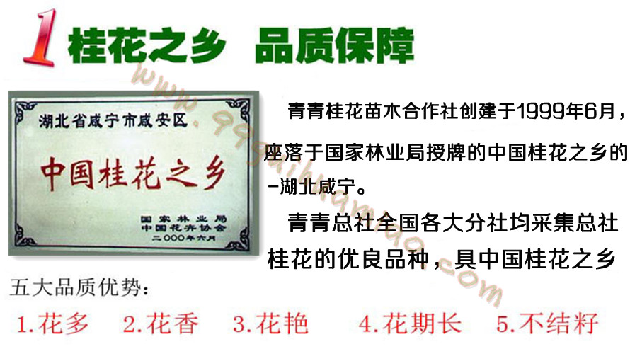桂花之乡