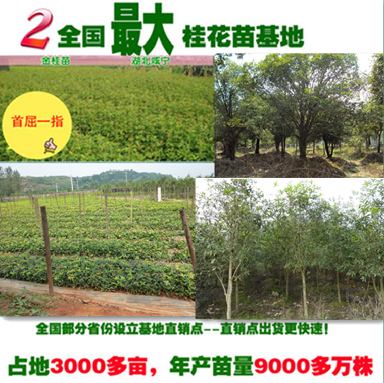 最大桂花苗地